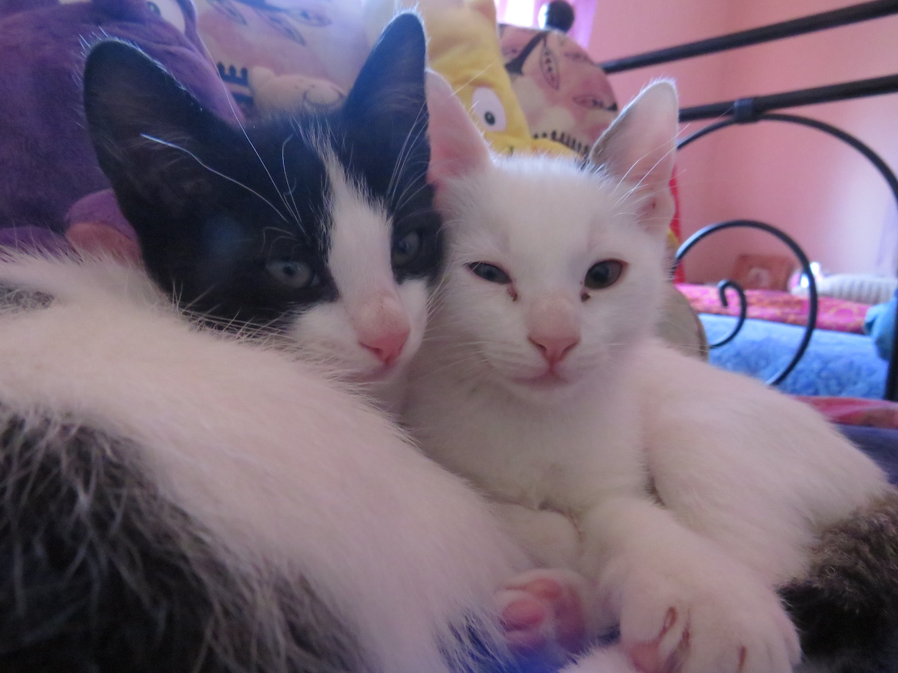 Palmiro Mercalli e Gagarino Ritter, due mini gattini i cui nomi la dicono lunga...
